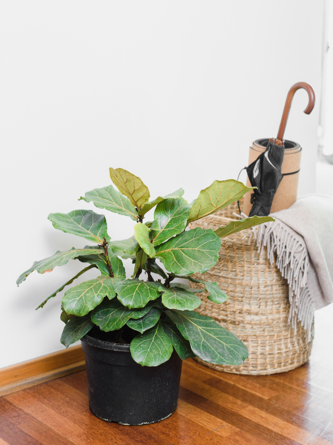 Fidel (Ficus Lyrata) interior PlantMe Chile