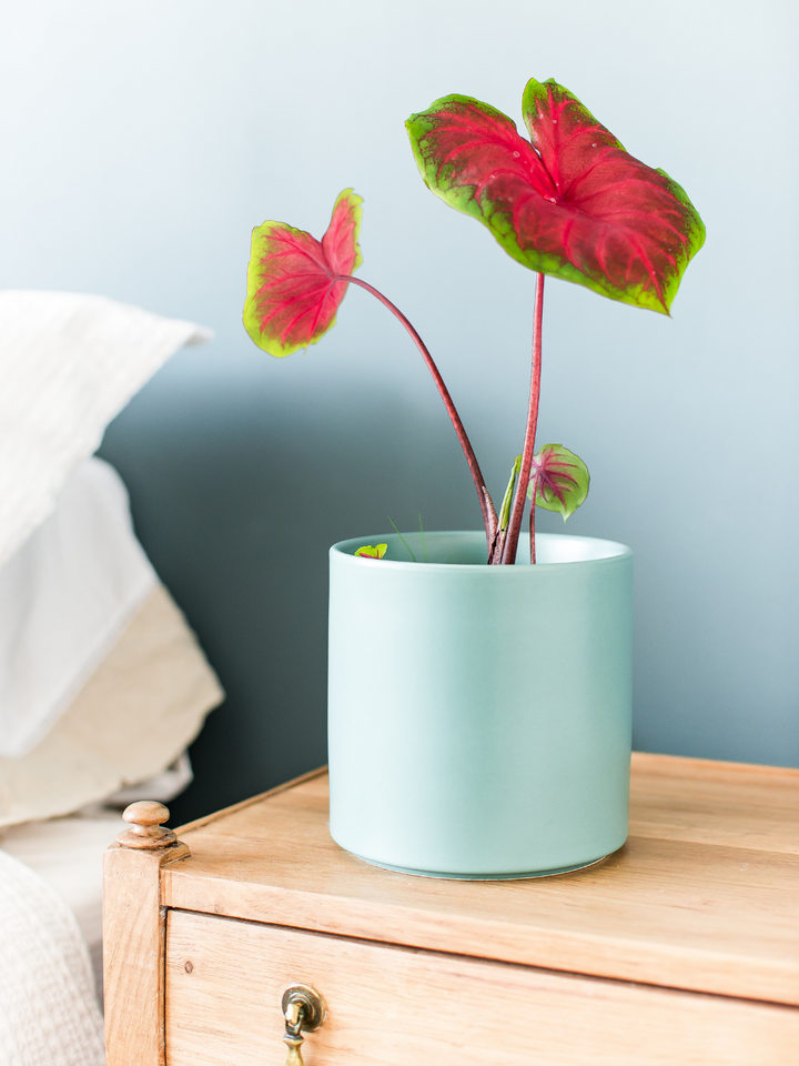 Carolyn (Caladium) Plant Me