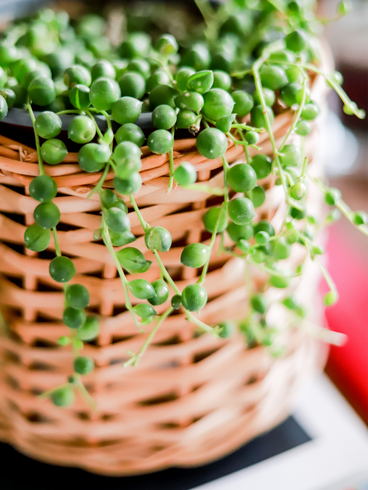 Rosario (Senecio Rowleyanus) Plant Me