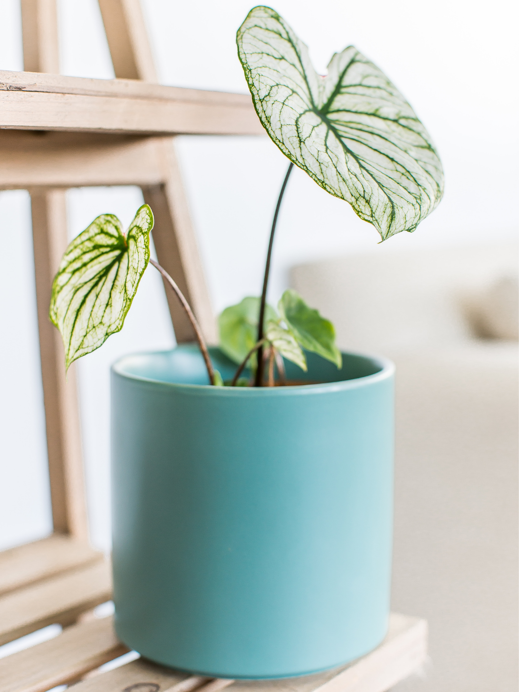 Charlie (Caladium Allure)