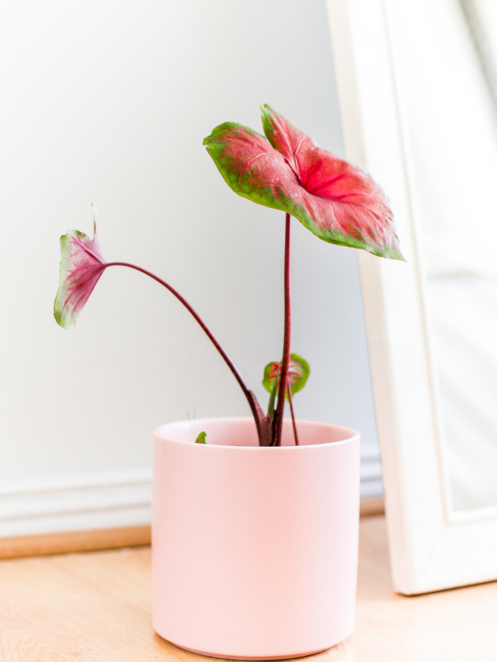 Carolyn (Caladium) Plant Me