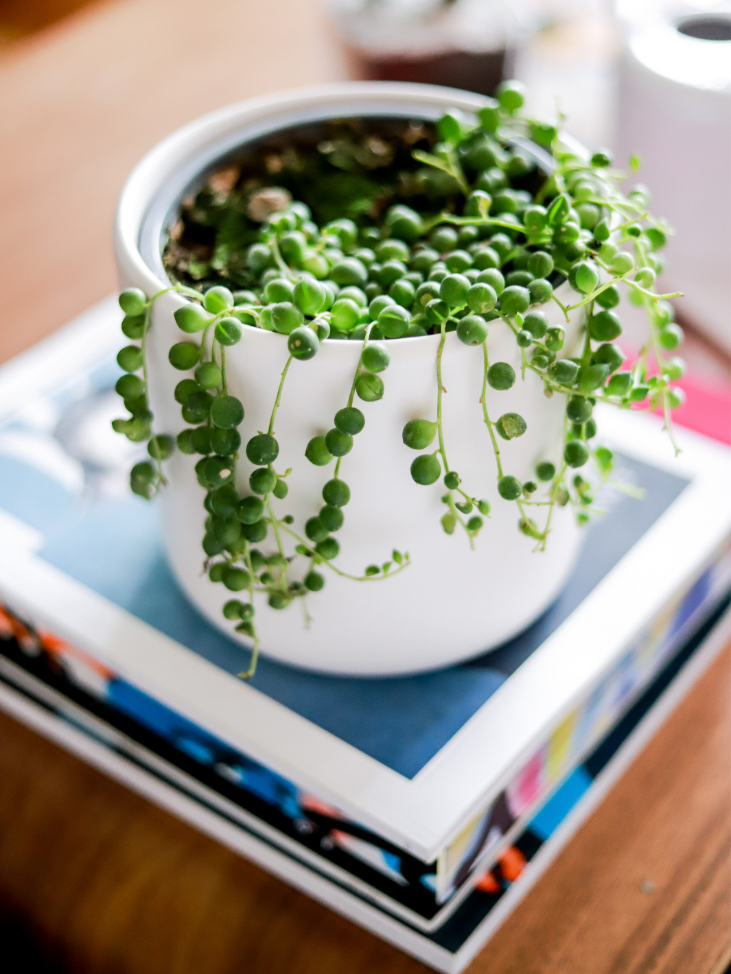 Rosario (Senecio Rowleyanus) Plant Me