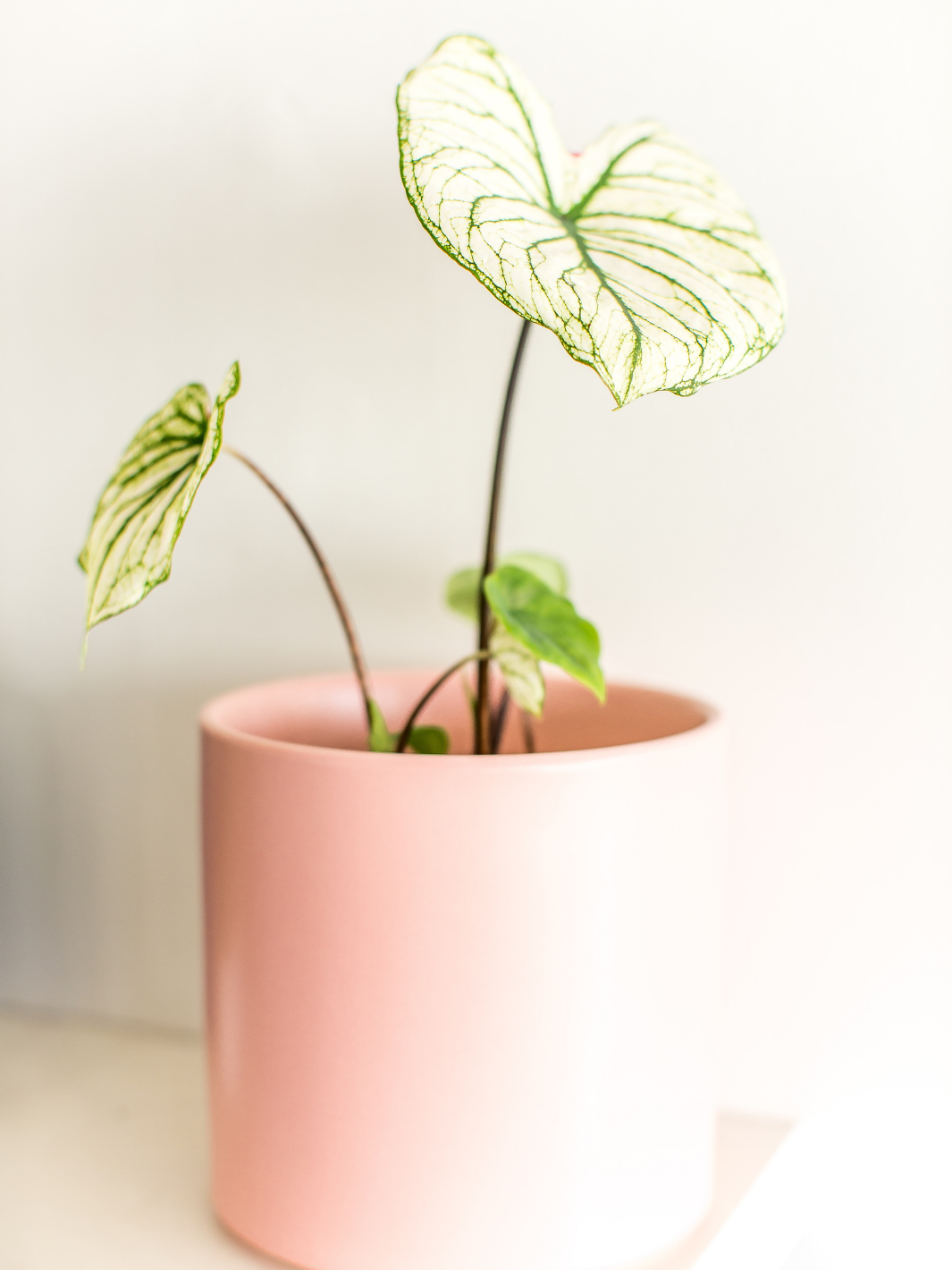 Charlie (Caladium Allure)