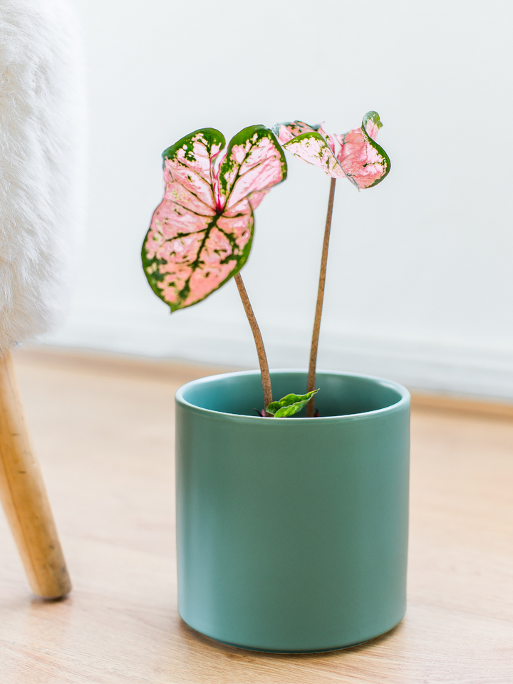 Carla (Caladium Celebration)