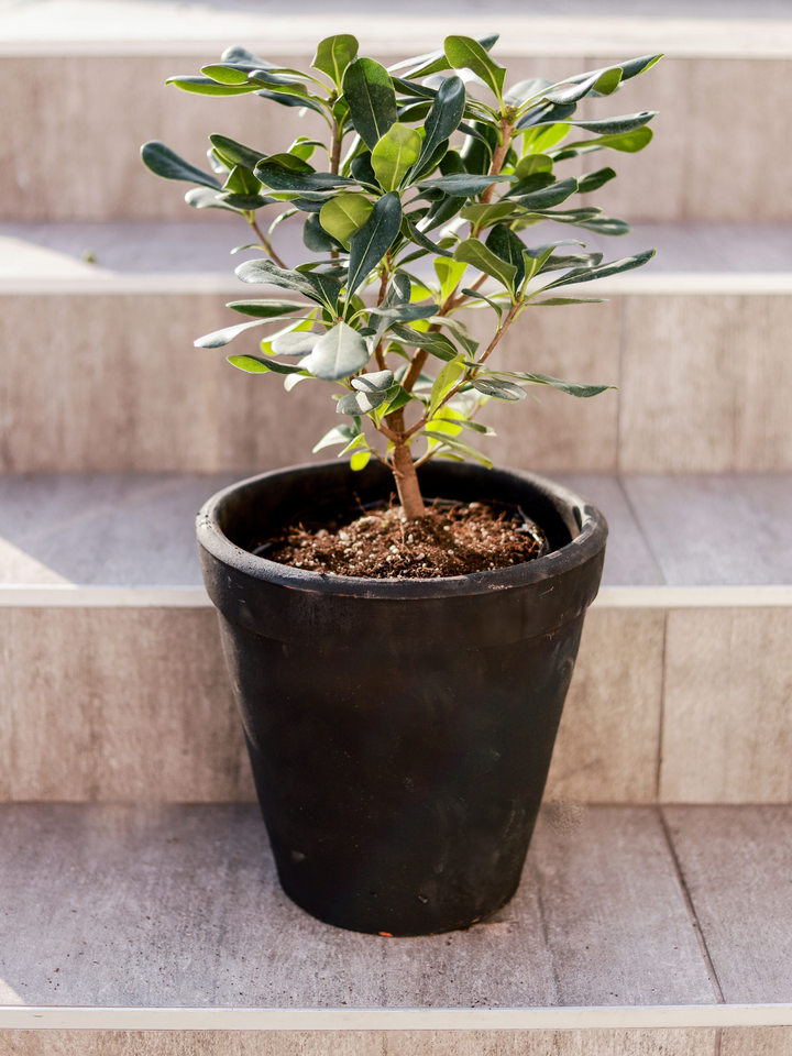 Tito S (Pittosporum Tobira Enano)