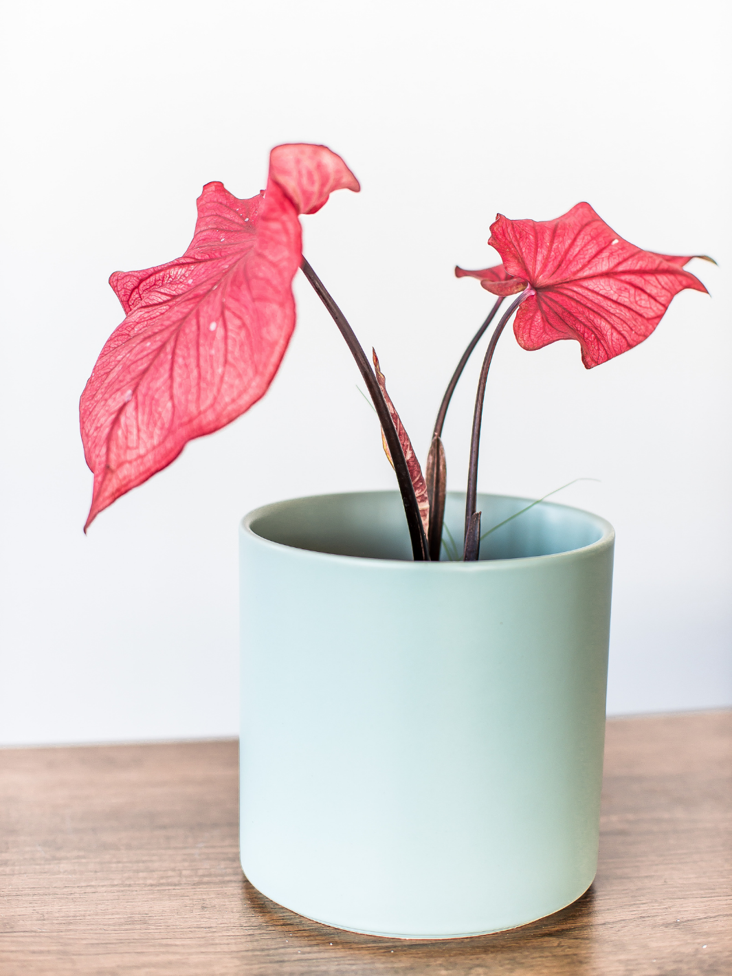 Clara (Caladium Desert Sunset)