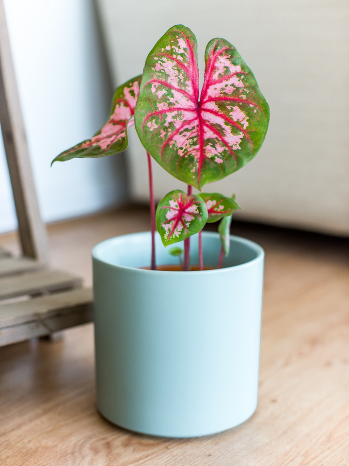 Chiara (Caladium Postman Joyner)