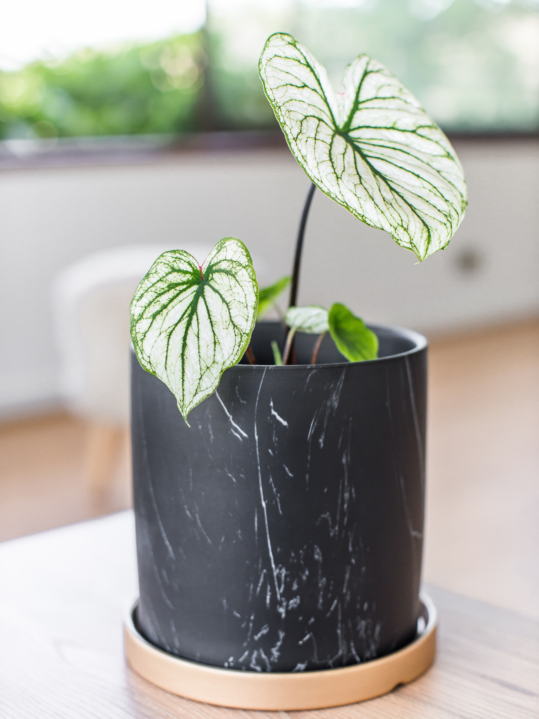 Charlie (Caladium Allure)