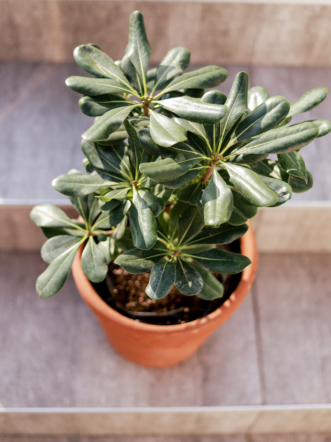 Tito S (Pittosporum Tobira Enano)