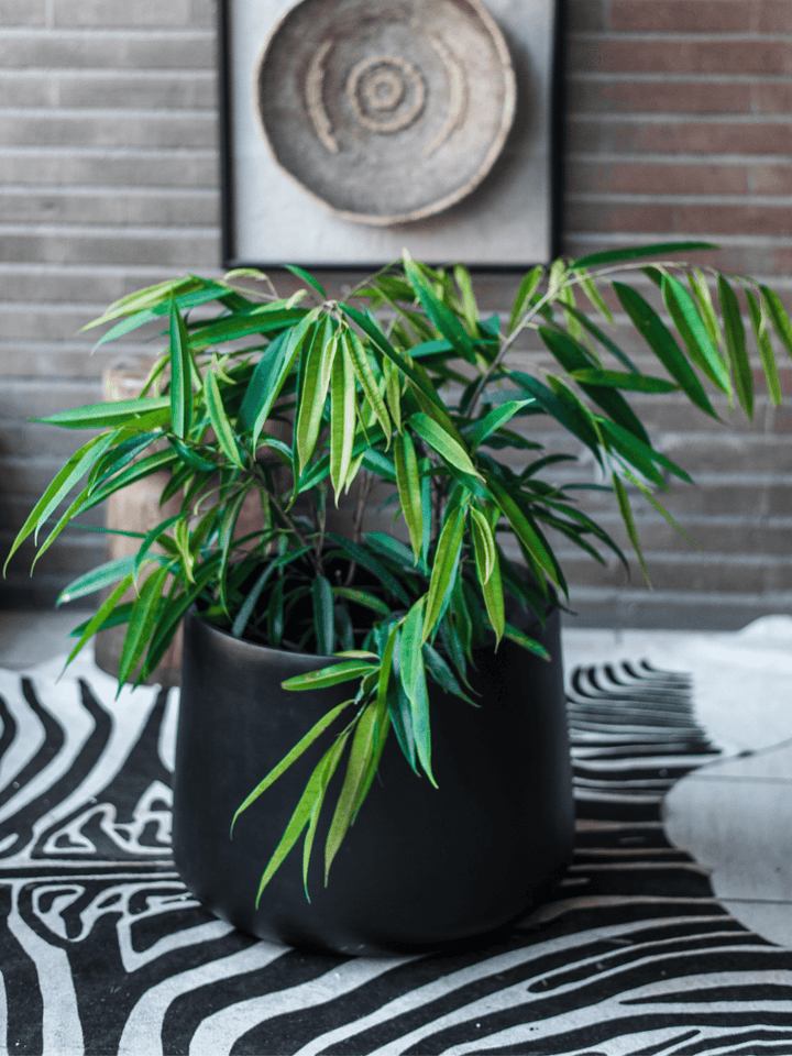 Muhammad (Ficus Ali) Plant Me