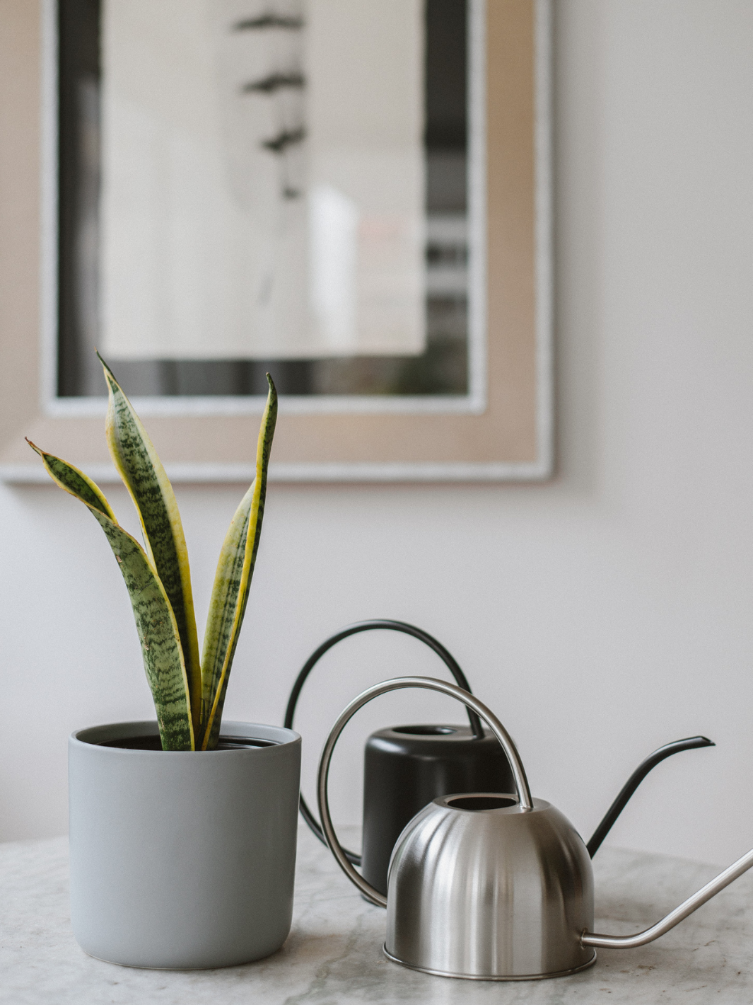 Baby Susan (Sansevieria) Plant Me