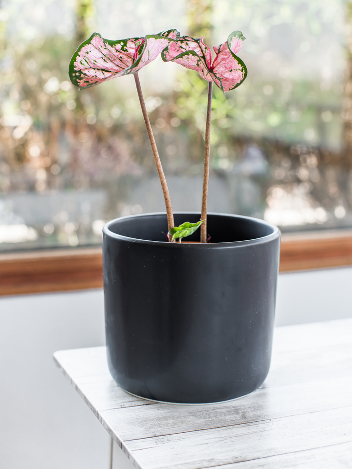 Carla (Caladium Celebration)