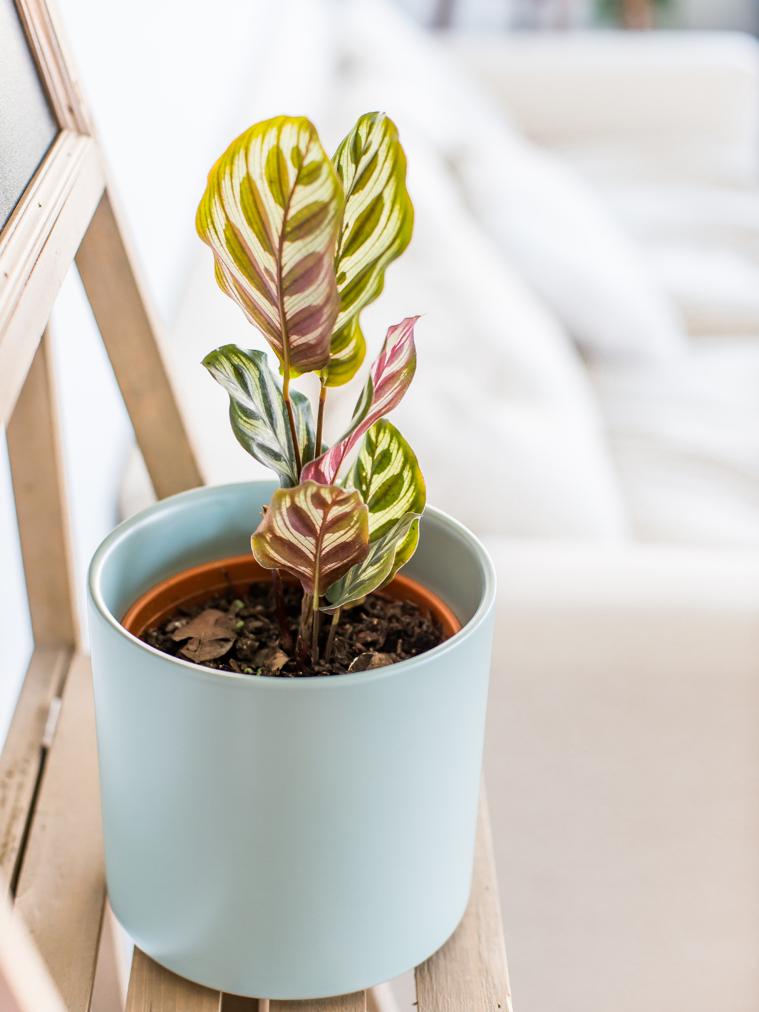 Maca (Calathea Makoyana) Plant Me