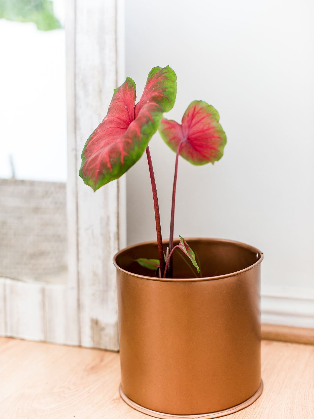 Chris (Caladium Red Alert)