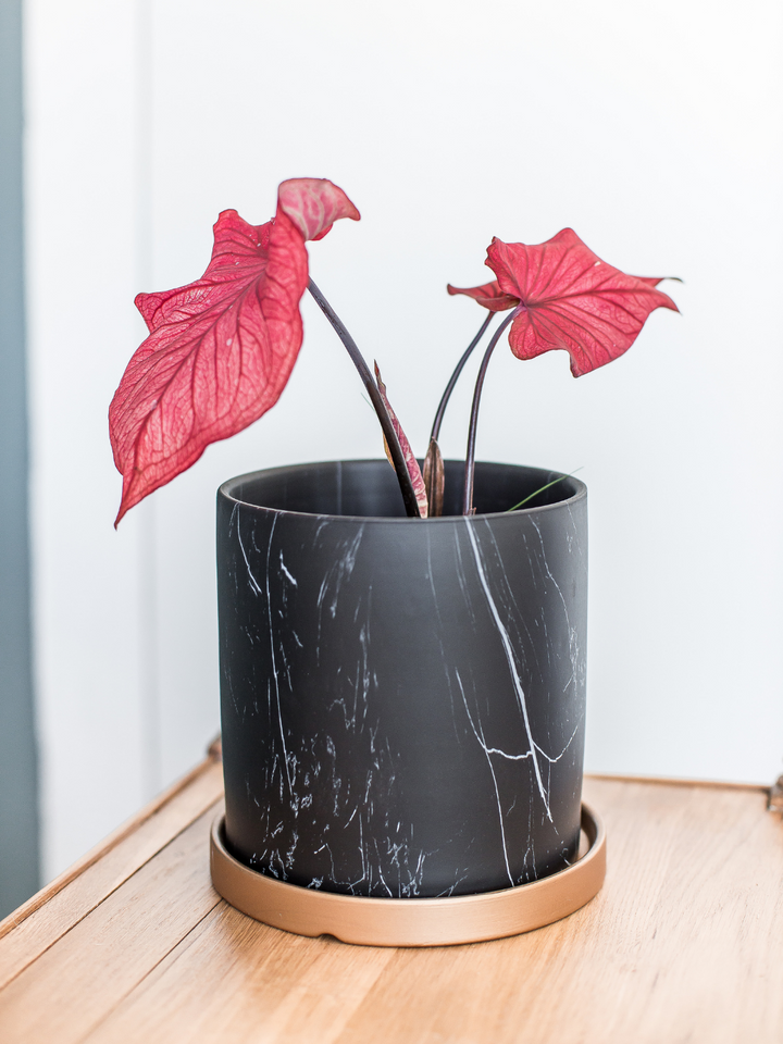 Clara (Caladium Desert Sunset)