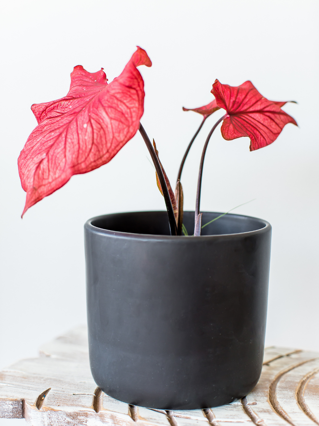 Clara (Caladium Desert Sunset)