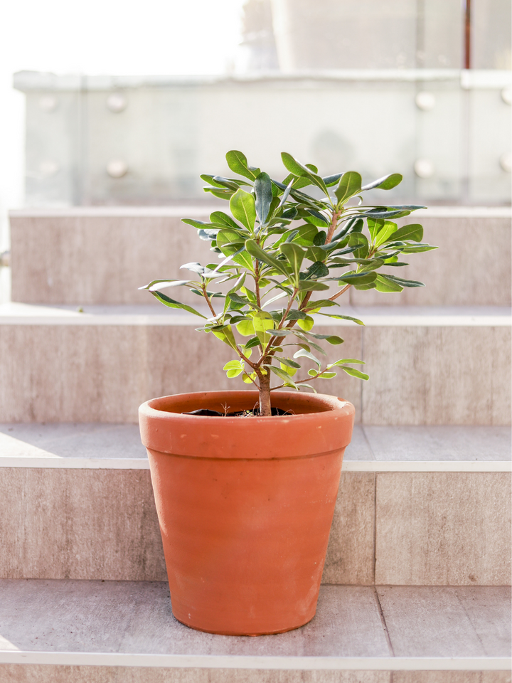 Tito S (Pittosporum Tobira Enano)