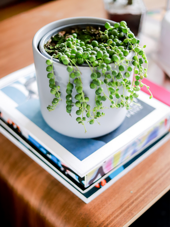 Rosario (Senecio Rowleyanus) Plant Me