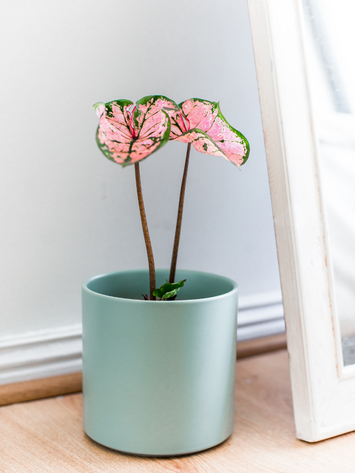 Carla (Caladium Celebration)