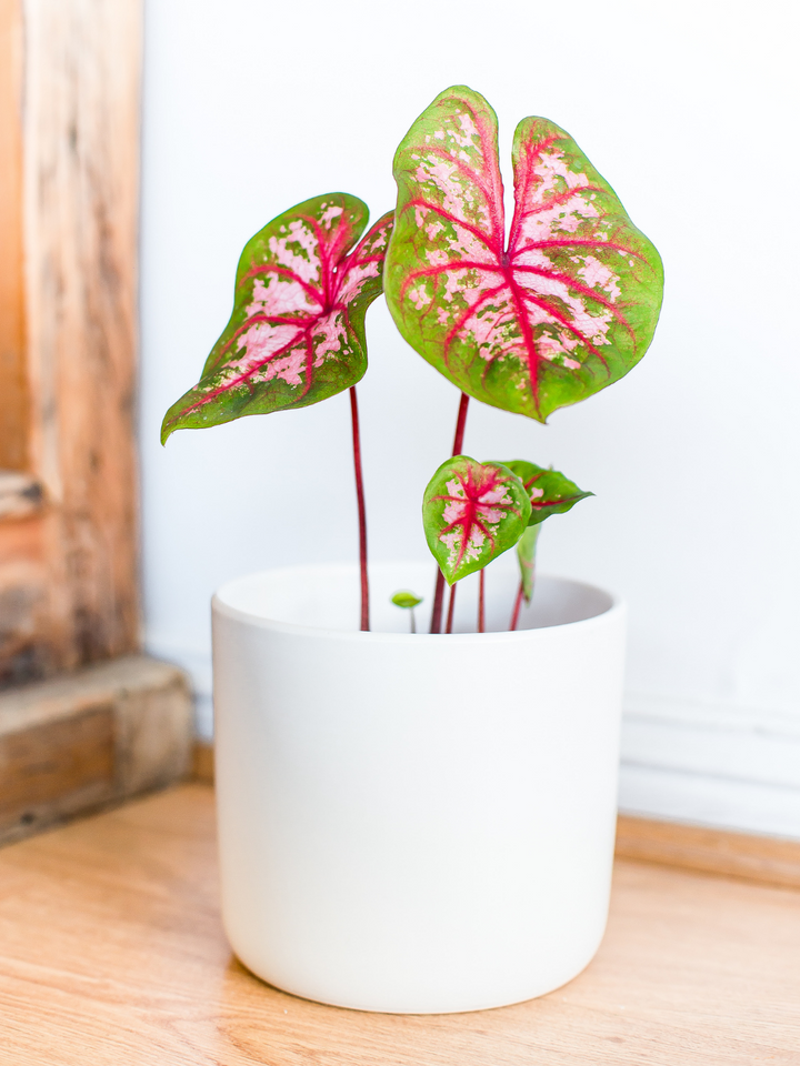 Chiara (Caladium Postman Joyner)