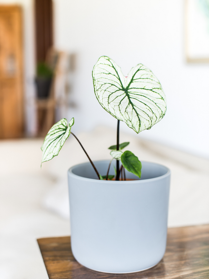 Charlie (Caladium Allure)