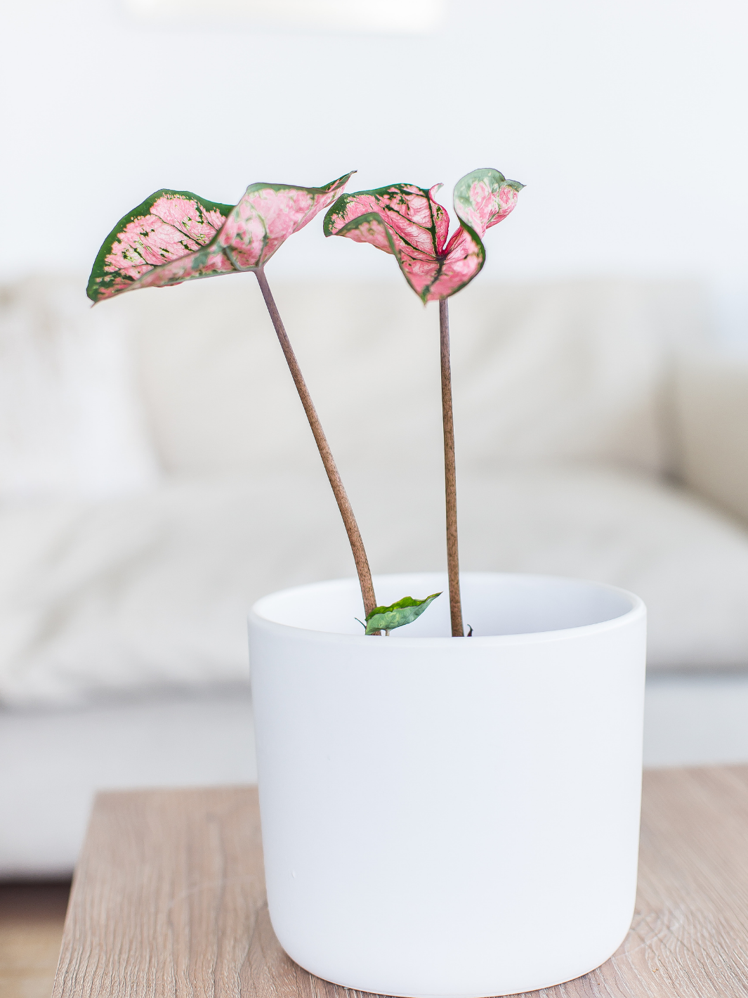 Carla (Caladium Celebration)