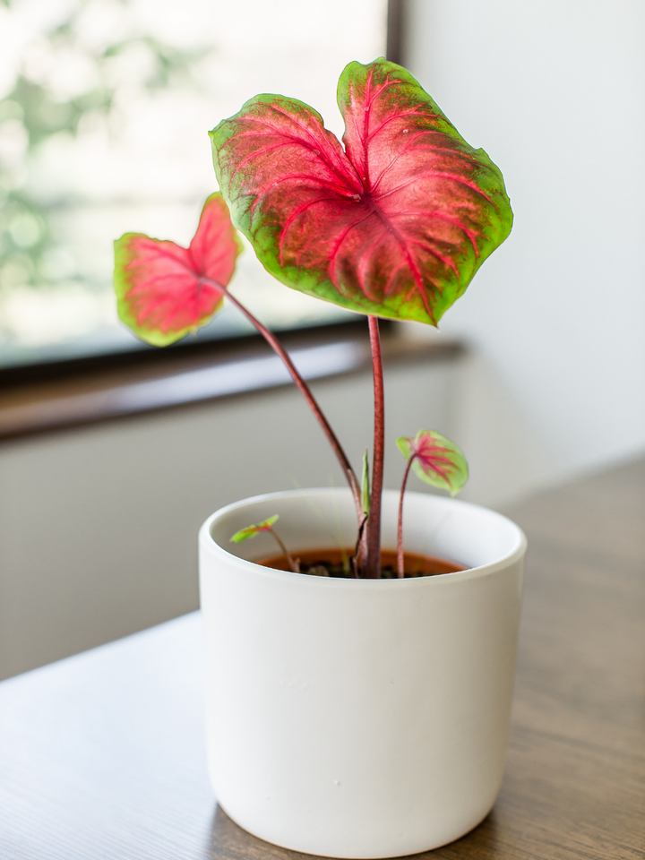 Carolyn (Caladium) Plant Me