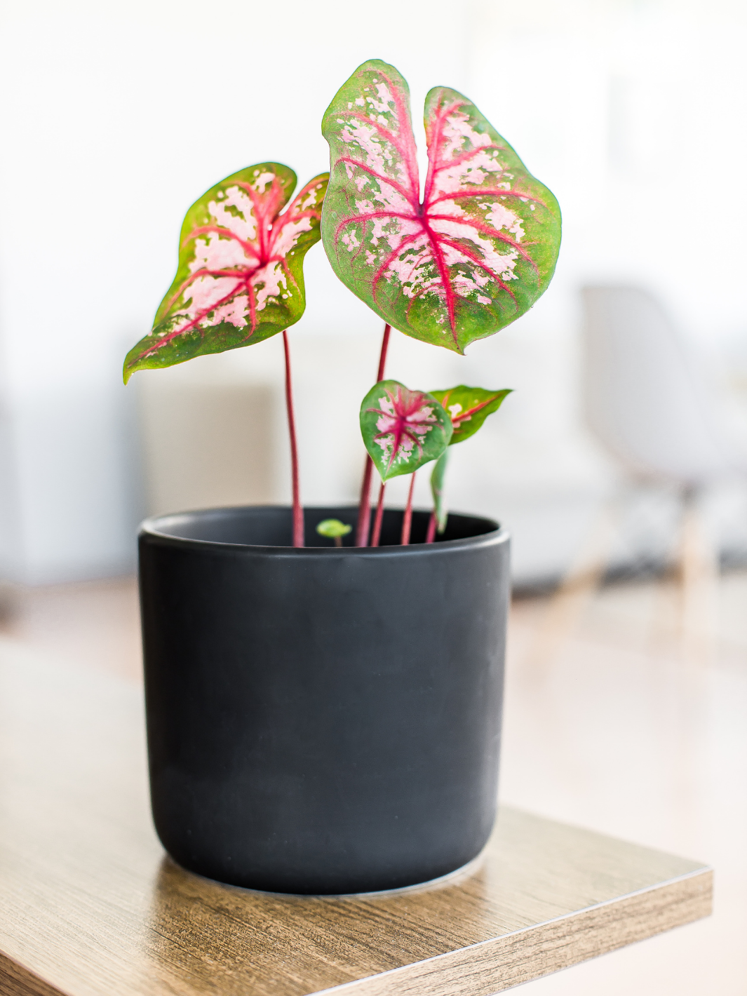 Chiara (Caladium Postman Joyner)