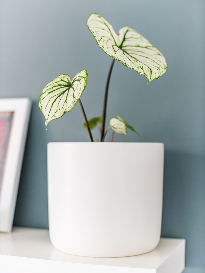 Charlie (Caladium Allure)