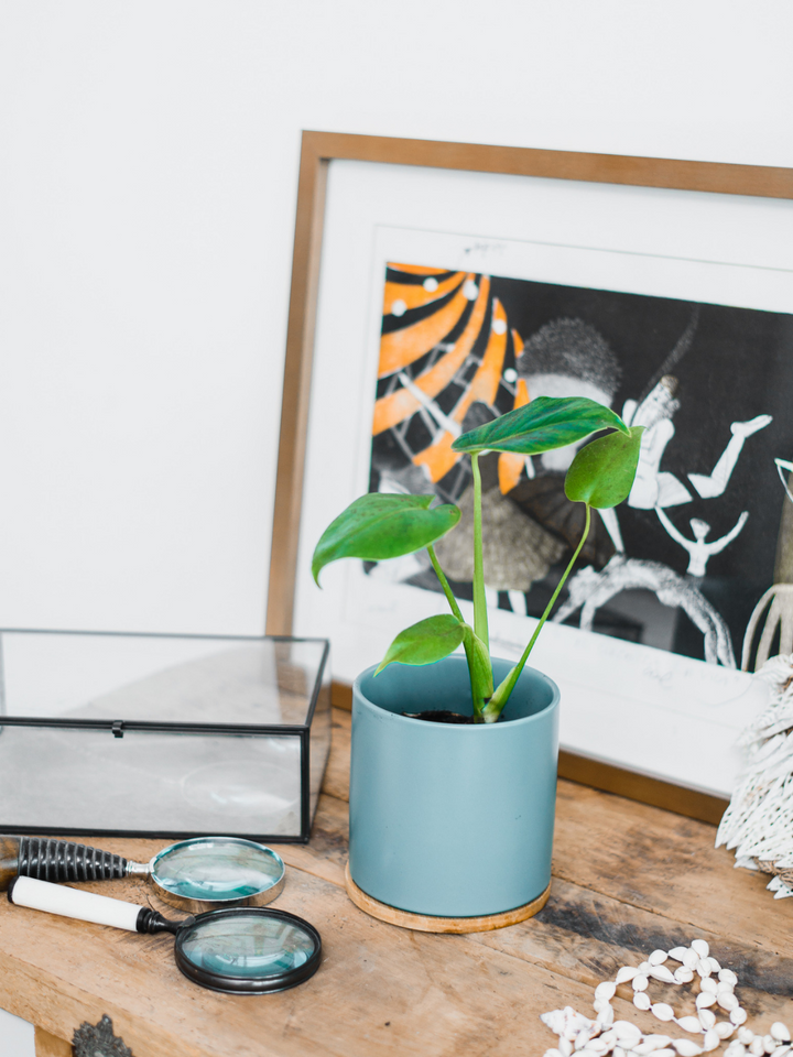 Baby Mariana (Monstera Deliciosa)