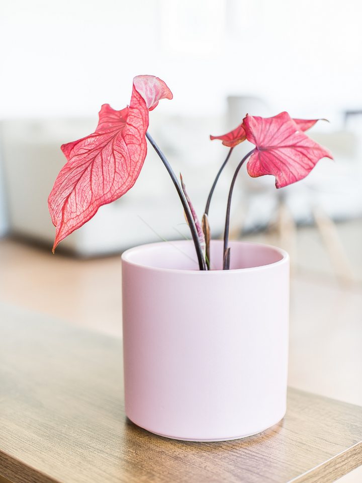 Clara (Caladium Desert Sunset)