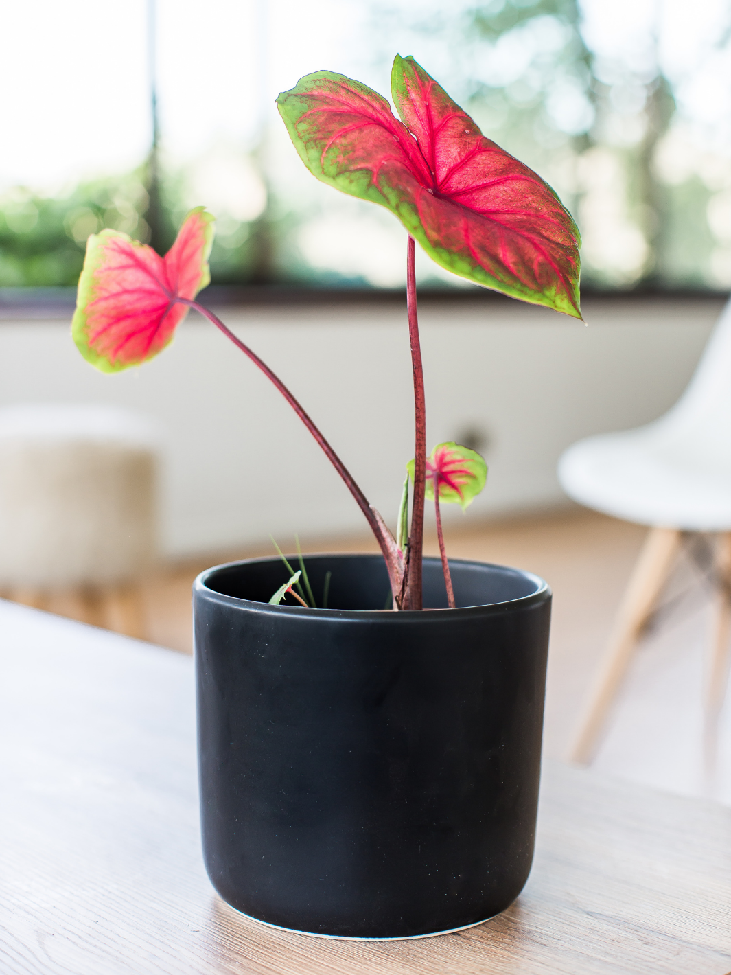 Carolyn (Caladium) Plant Me