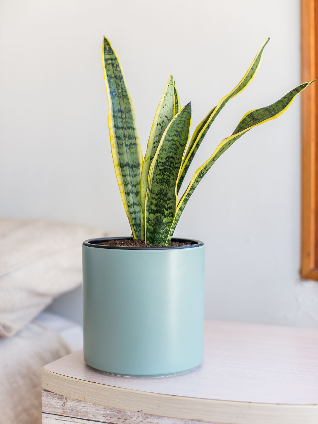 Baby Susan (Sansevieria)