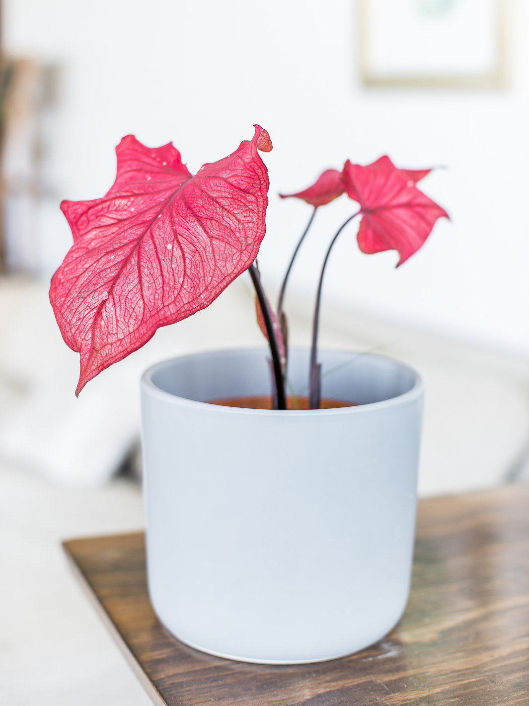 Clara (Caladium Desert Sunset)