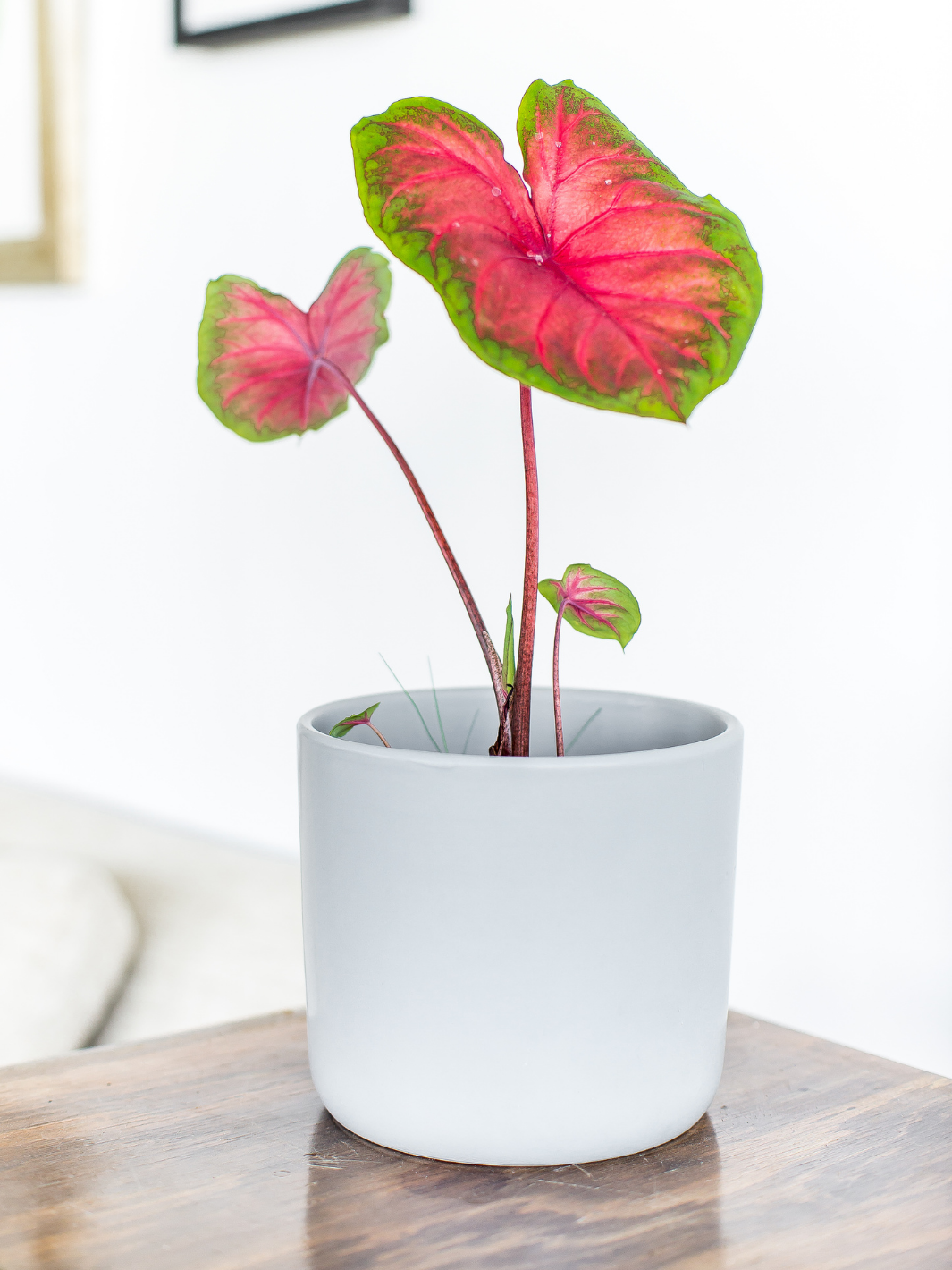 Carolyn (Caladium) Plant Me