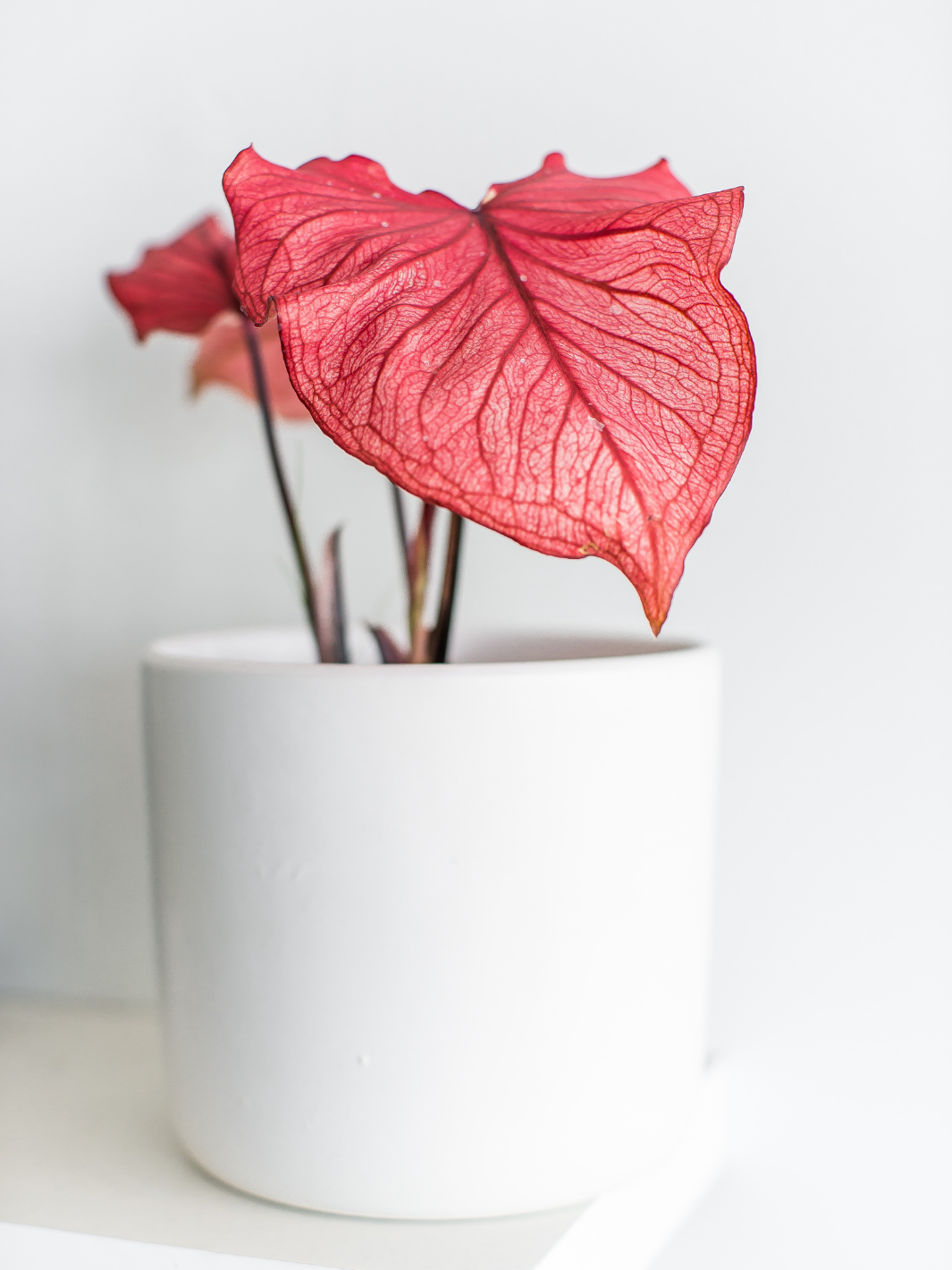 Clara (Caladium Desert Sunset)