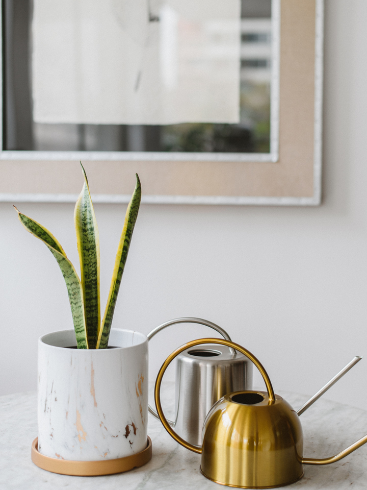 Baby Susan (Sansevieria) Plant Me