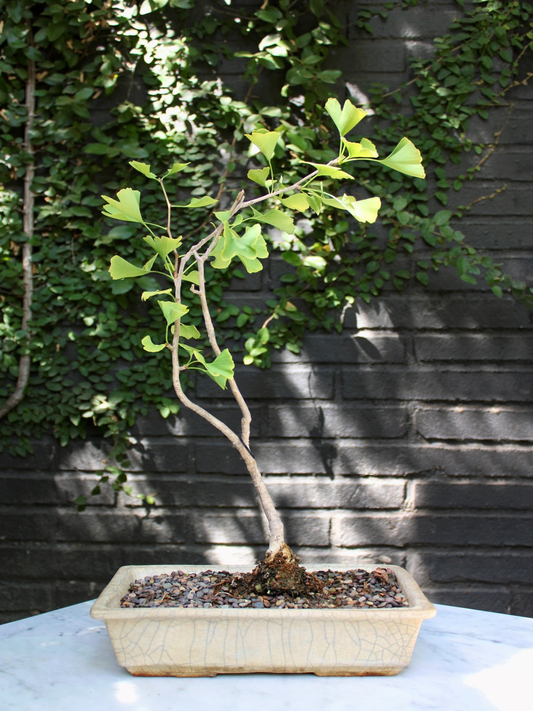 Bonsai Ginkgo Bilob 2000