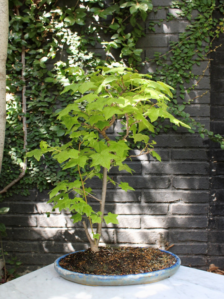 Bonsai Liquidambar 1983