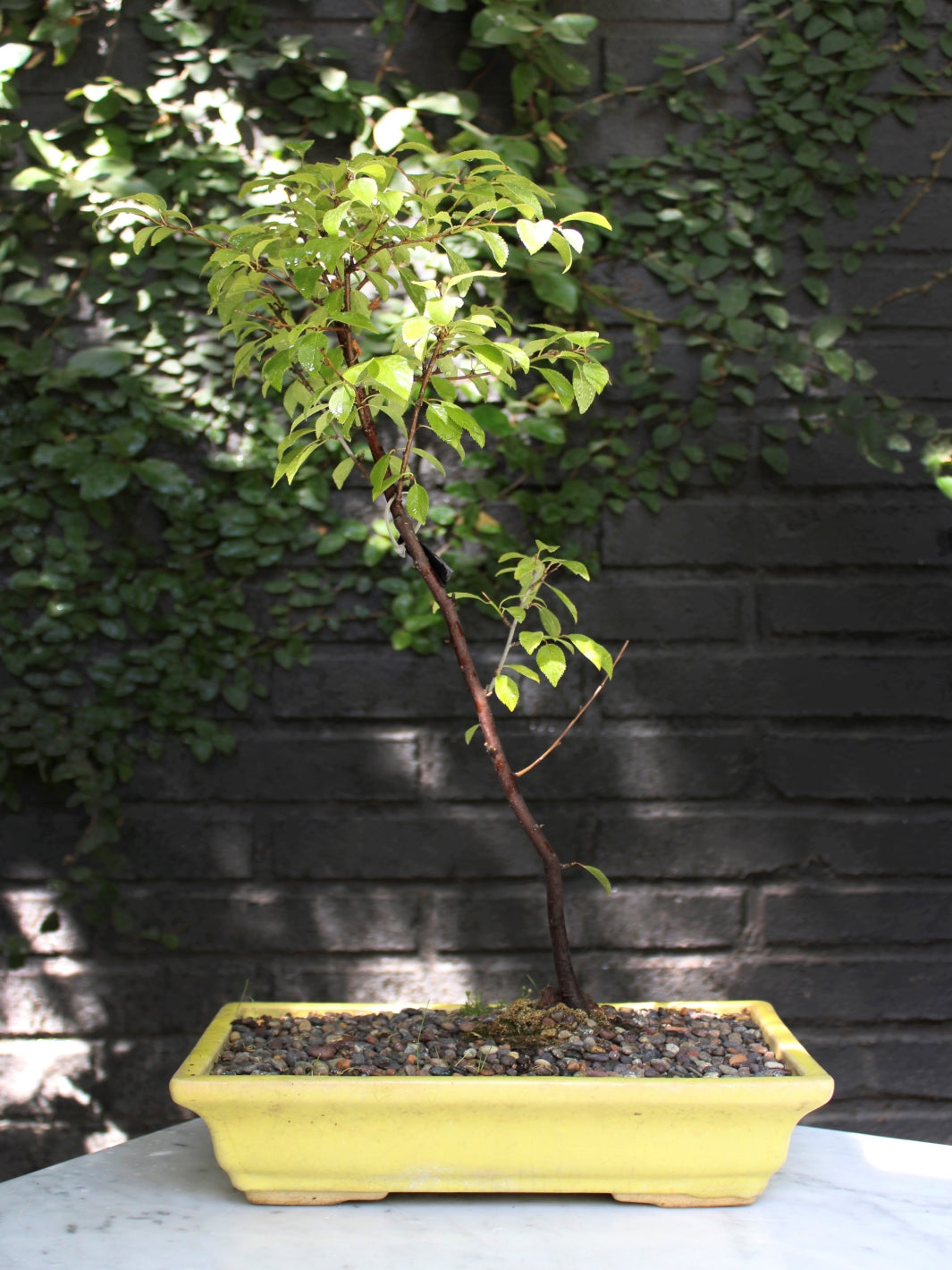 Bonsai Ciruelo 2010