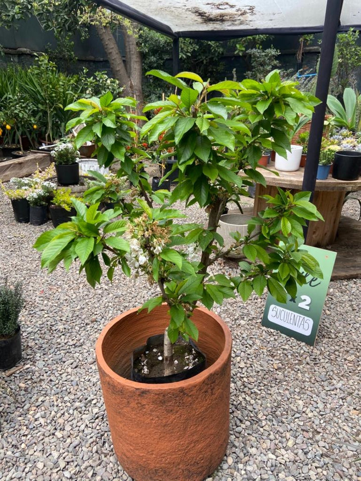 Cerezo (Prunus Avium)
