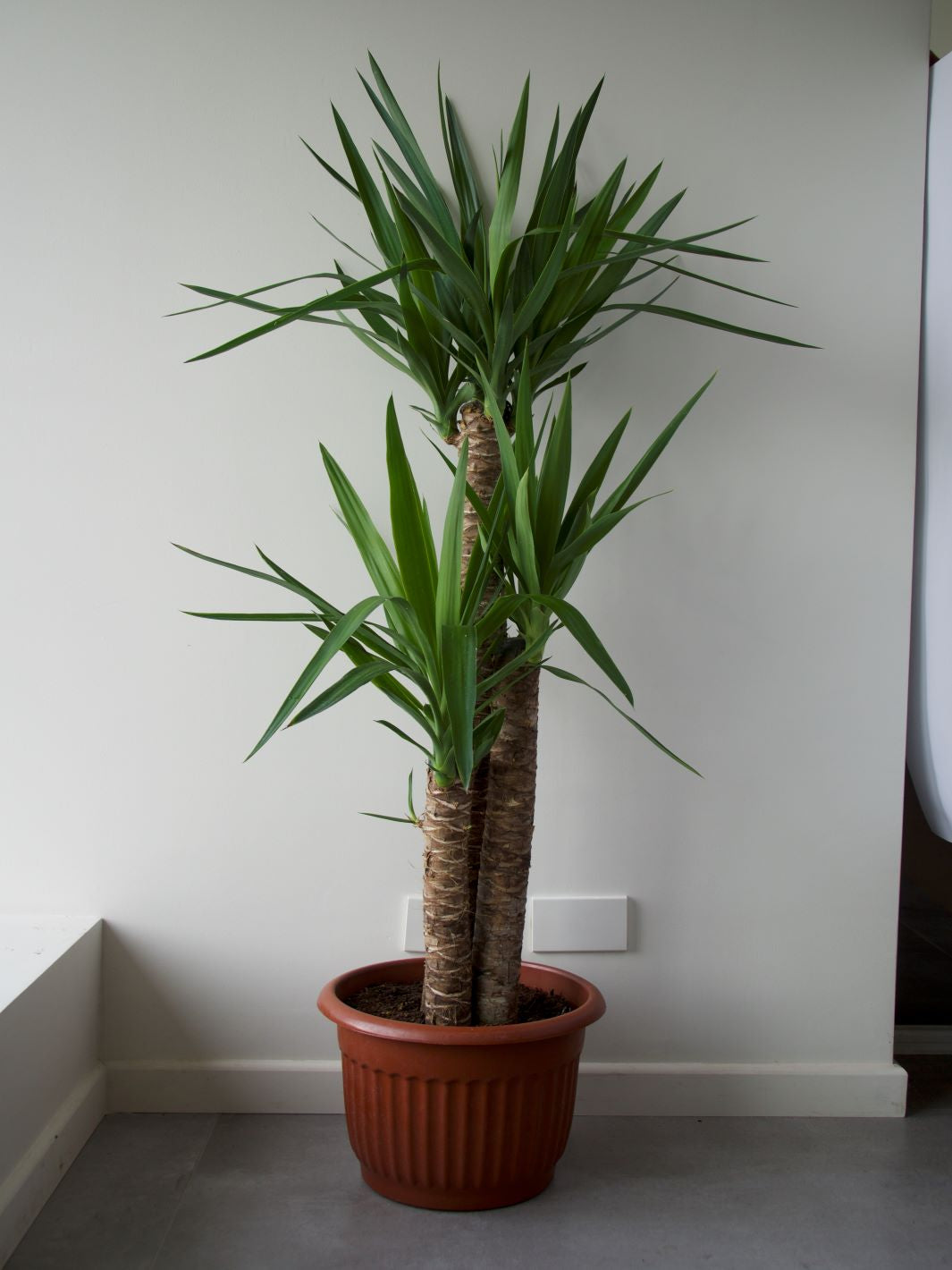 Yolanda XL (Yucca)