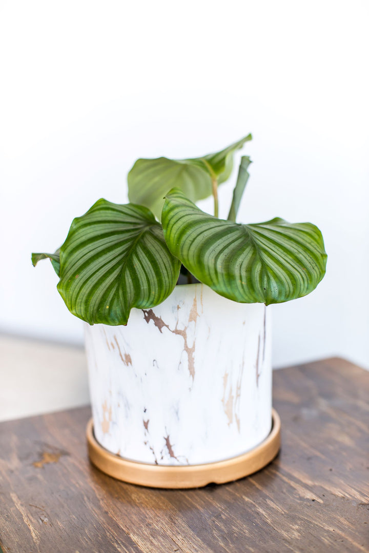 Cande (Calathea Orbifolia)