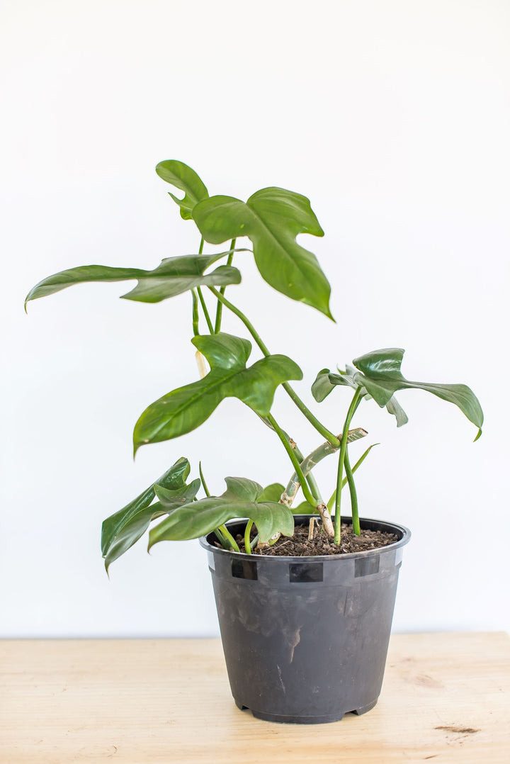 Pancho (Philodendron Bipennifolium)