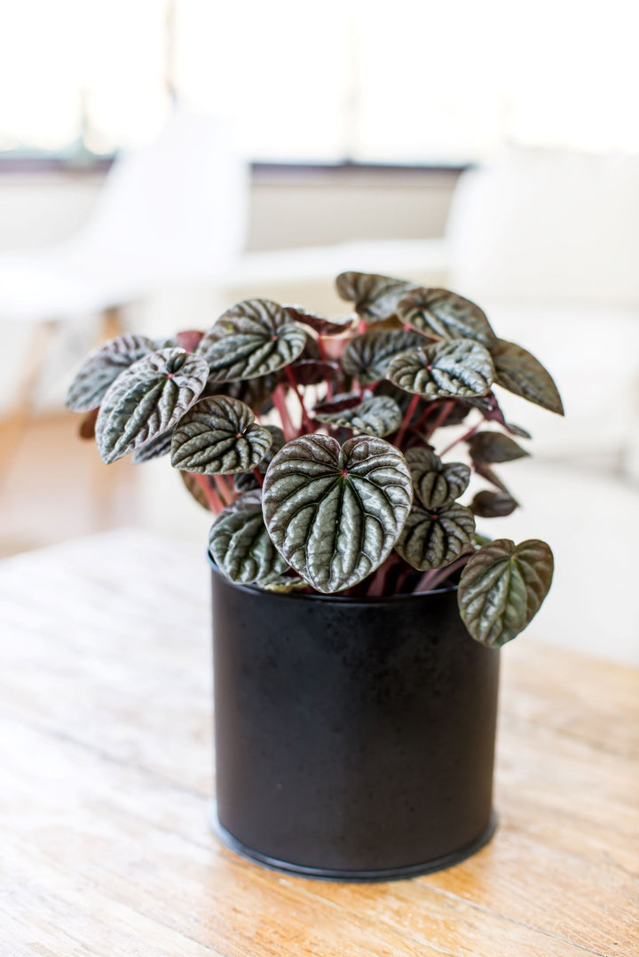 Pepa (Peperomia Caperata)