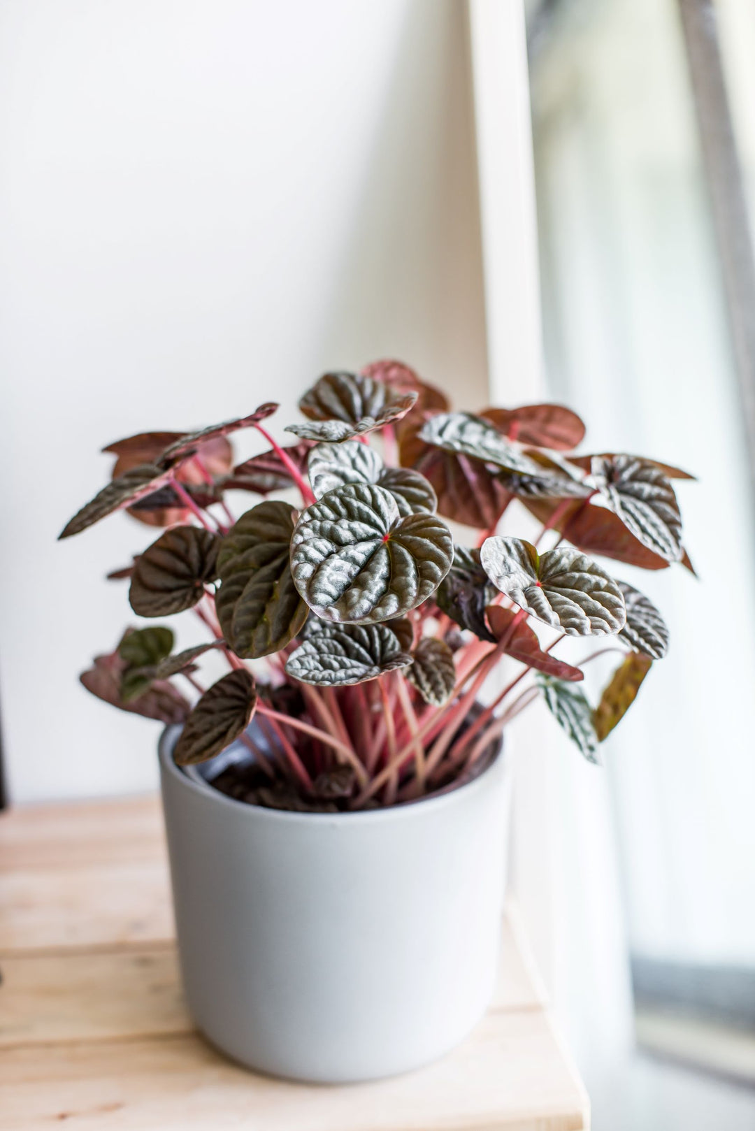 Pepa (Peperomia Caperata)