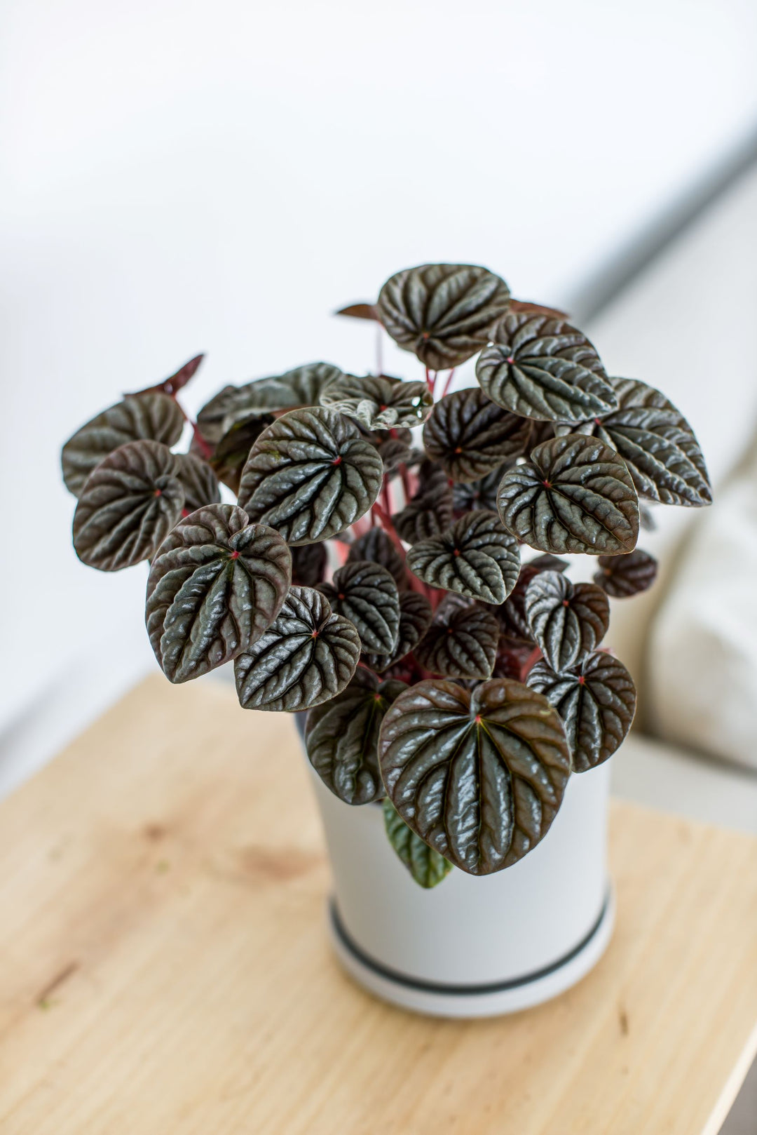 Pepa (Peperomia Caperata)