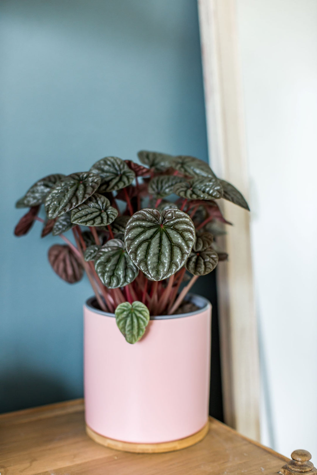 Pepa (Peperomia Caperata)