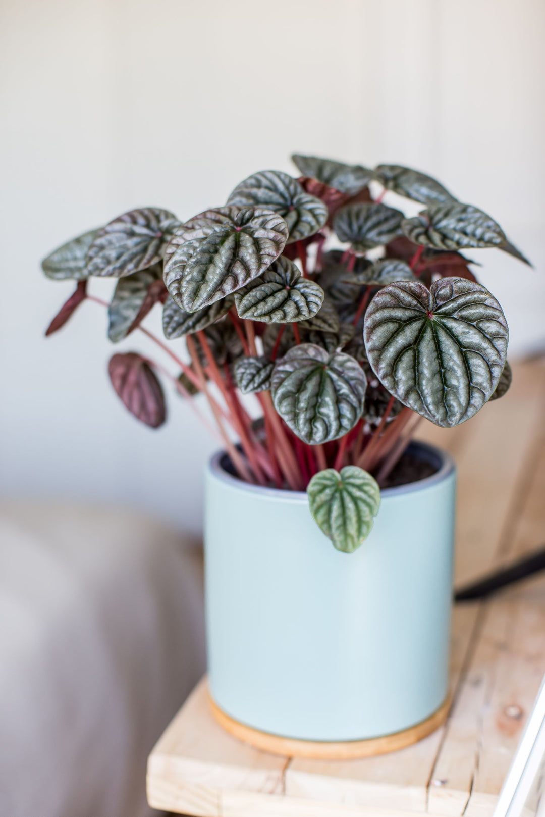 Pepa (Peperomia Caperata)