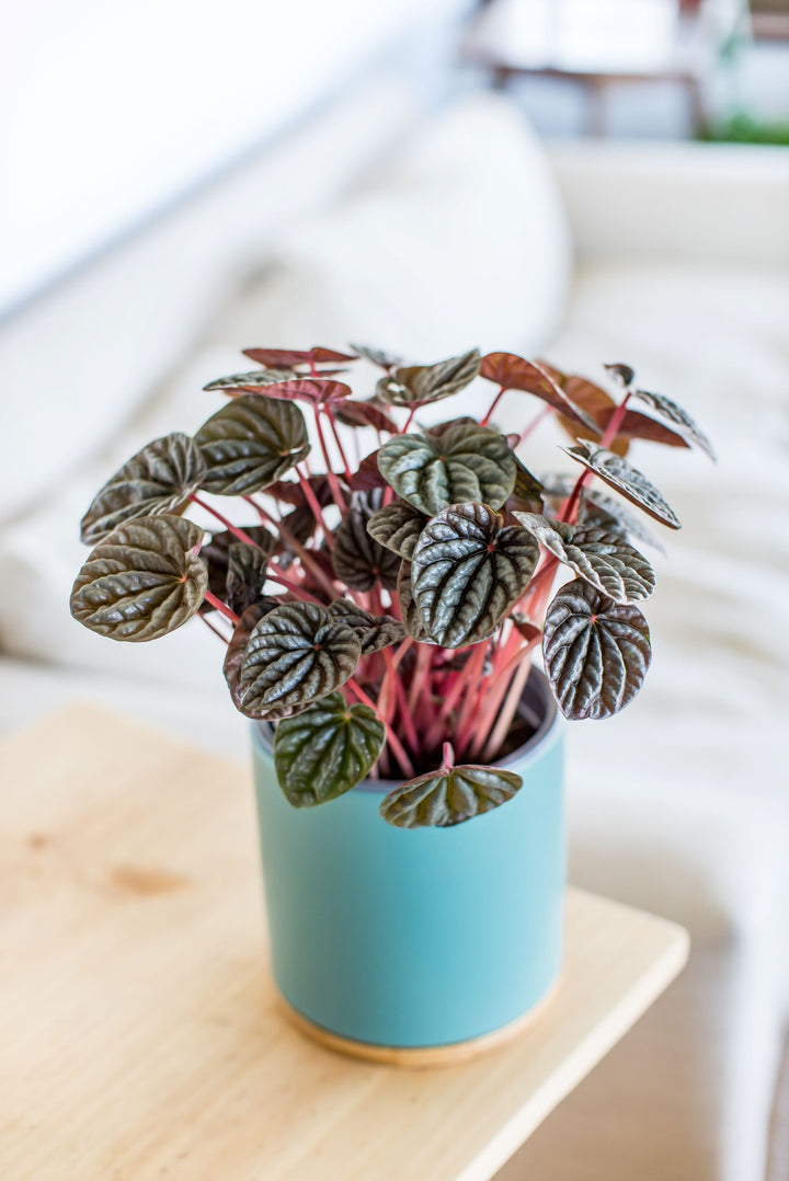 Pepa (Peperomia Caperata)